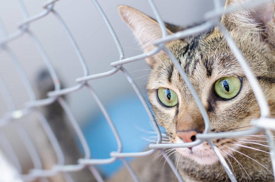 公猫脾气暴躁老是咬人怎么回事,猫咪晚上突然变得暴躁咬人