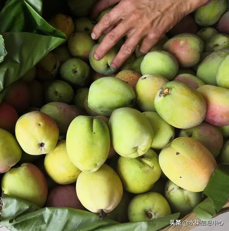 国内好吃的热带水果有哪些,小众水果推荐