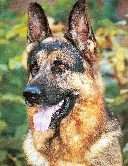 45只名犬排行,45种名犬您都认识吗