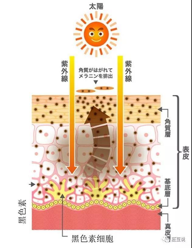 知否知否三庭五眼,知否一箭三雕