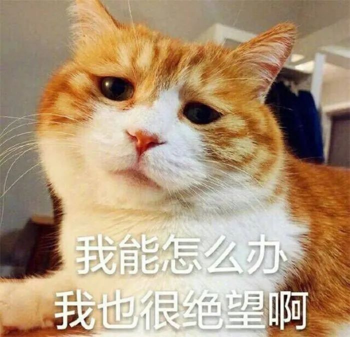 猫咪对付懒猫最好的方法,猫咪犯错告诫自己不生气