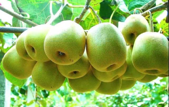 十二属相对应的植物,十二生肖中最罕见的植物