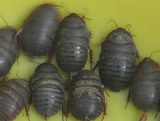 土鳖虫活血化瘀效果强吗,养殖的土鳖虫有药效吗