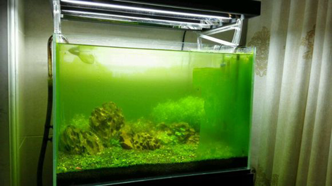 6种鱼缸藻类清除办法，纯属个人经验