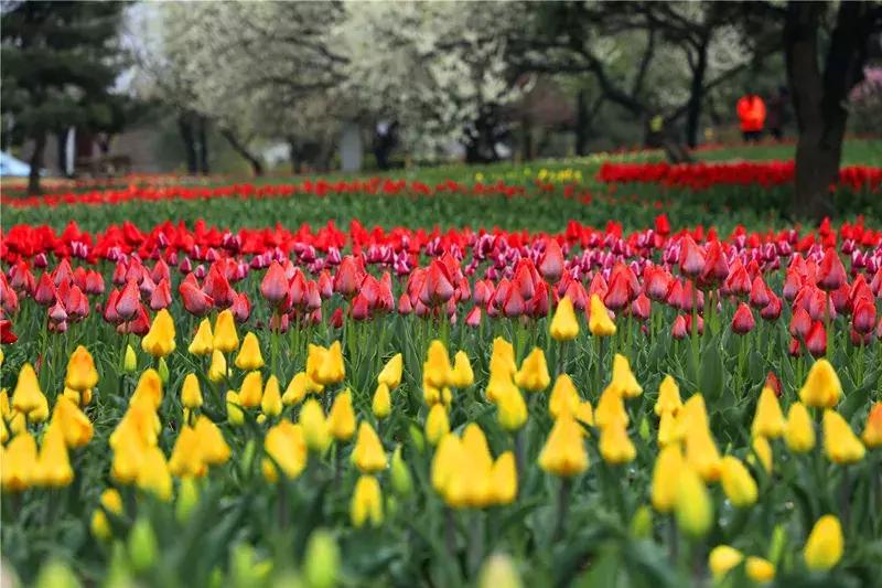 中国科学院植物研究所北京植物园,北京植物园有牡丹花还有什么花