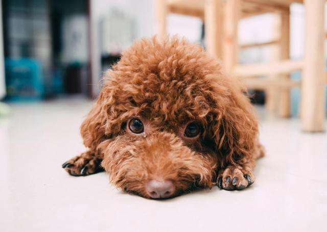 泰迪的可爱瞬间,三个月泰迪老是蹦跶怎么办