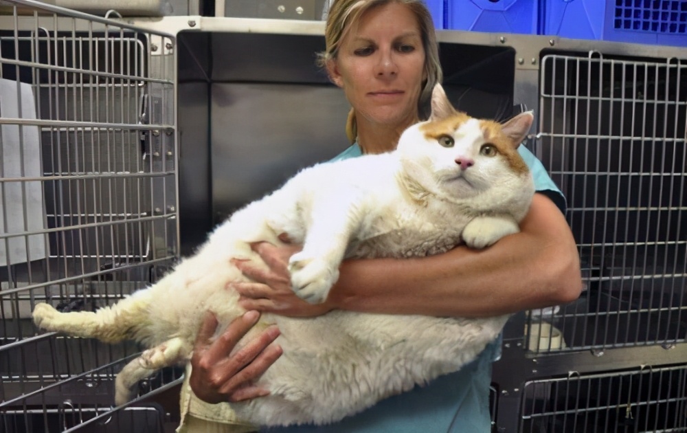 正确的抱猫姿势到底是怎样的？原来一直以来我都抱错了...