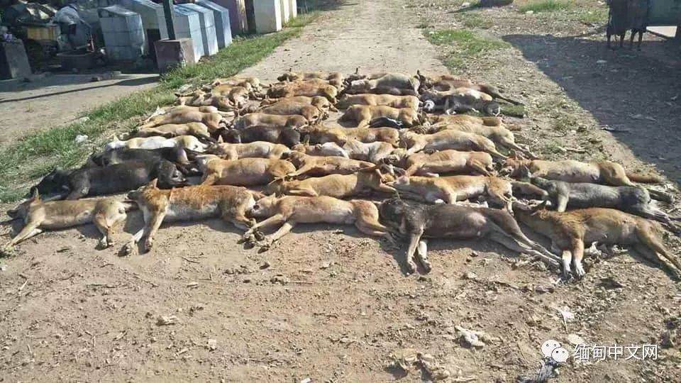 一晚毒杀19条狗狗,毒杀大批狗狗事件