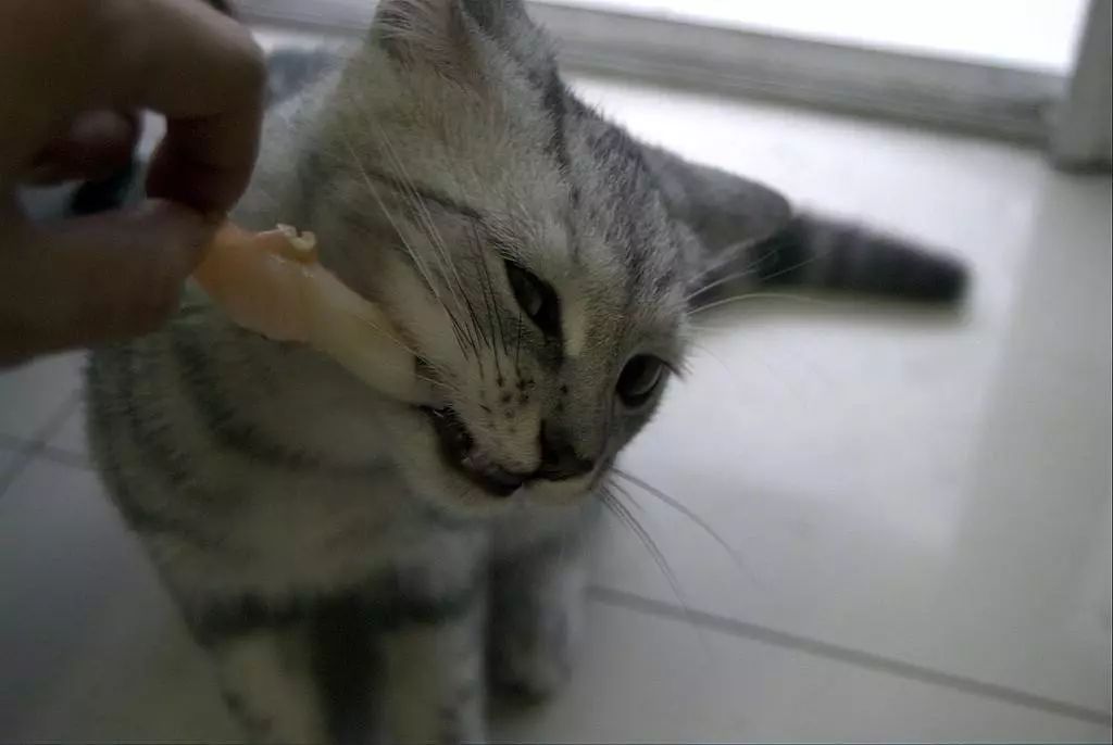 猫吃生骨肉注意事项,猫咪吃生骨肉要注意什么