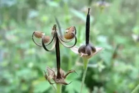 草木人间的丁香花,草木人间夏天