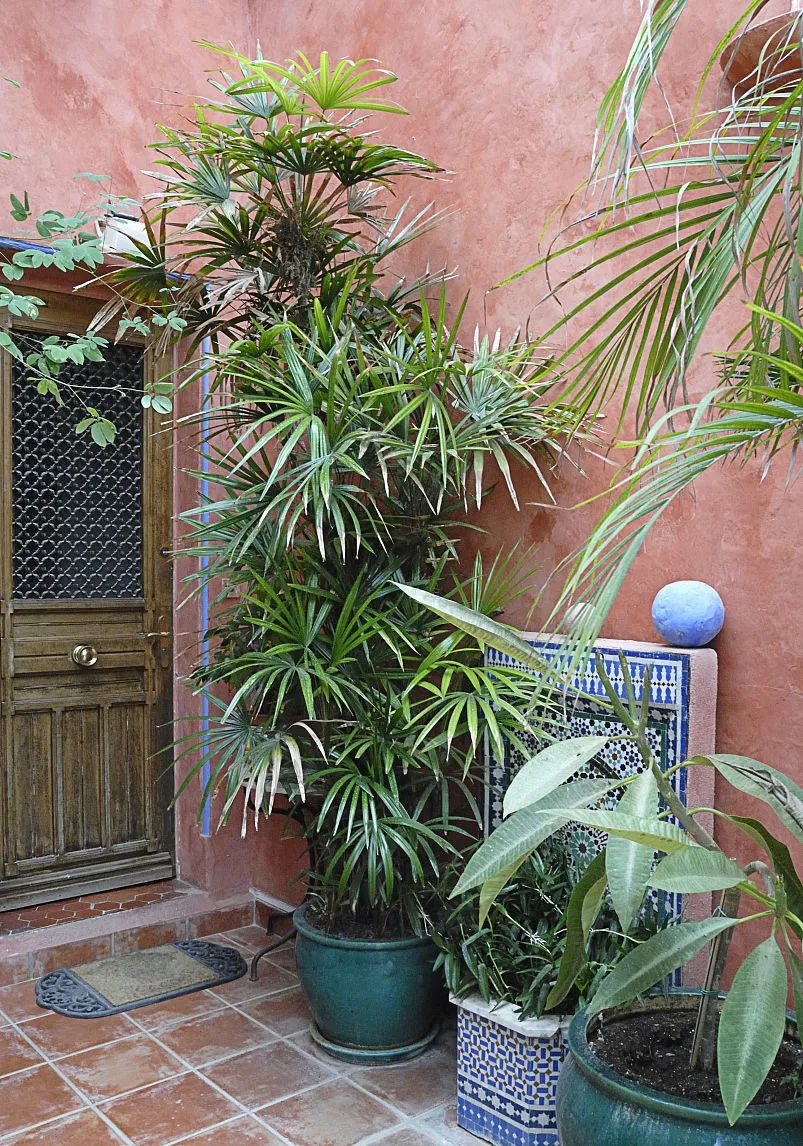 棕竹盆景造型,棕竹盆景的养法