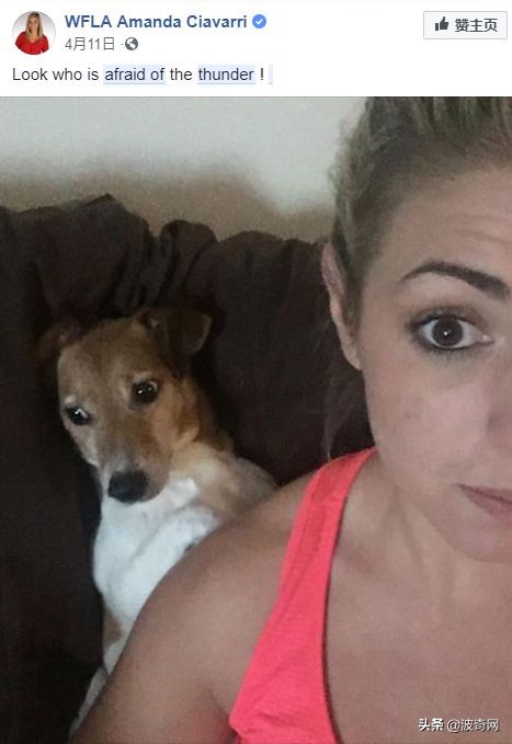 狗狗害怕主人怎样缓解,狗狗害怕主人还能恢复信任吗