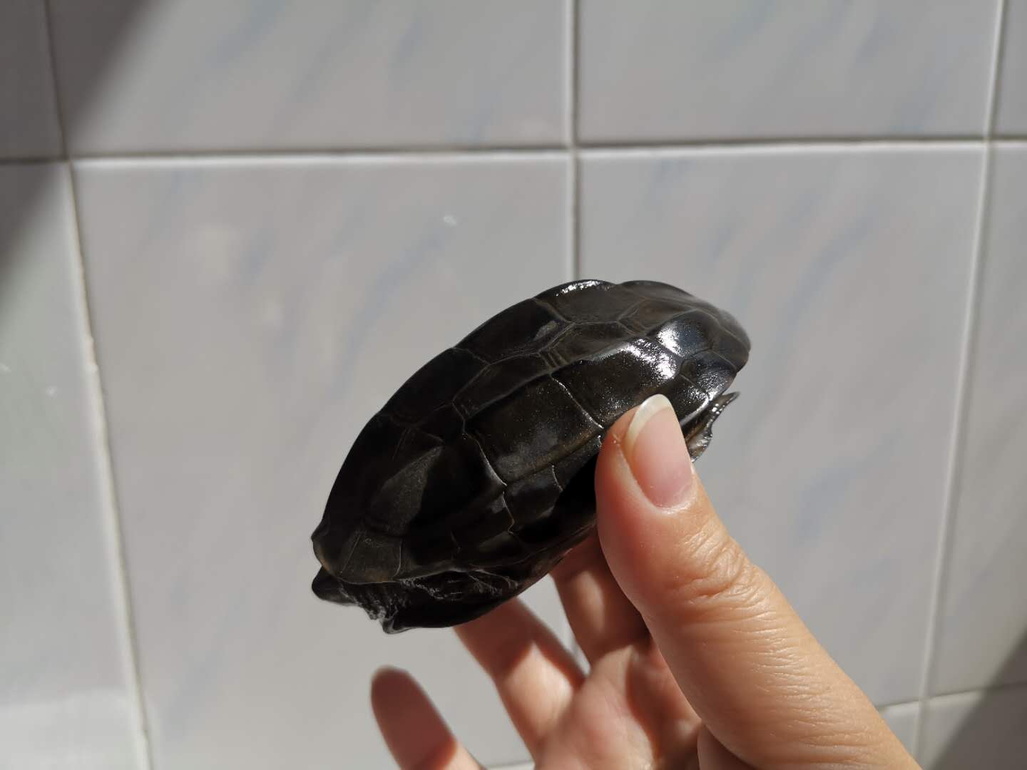 乌龟是怎么溺水的,什么是乌龟溺水