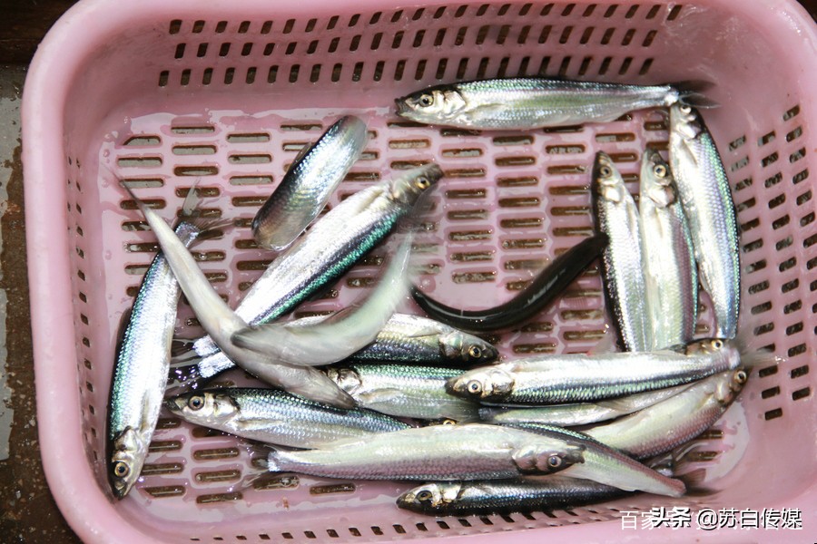 中国最大的内陆湖鱼,中国哪里湖的鱼最贵