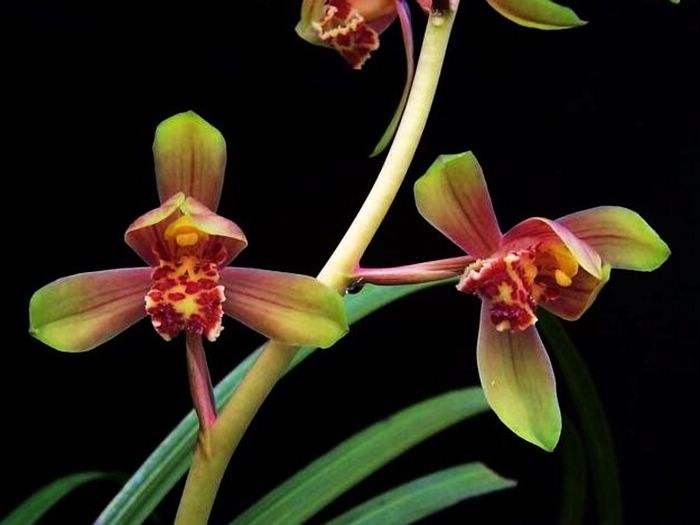 蕙兰出花苞以后怎么养,大花蕙兰花苞怎么养护