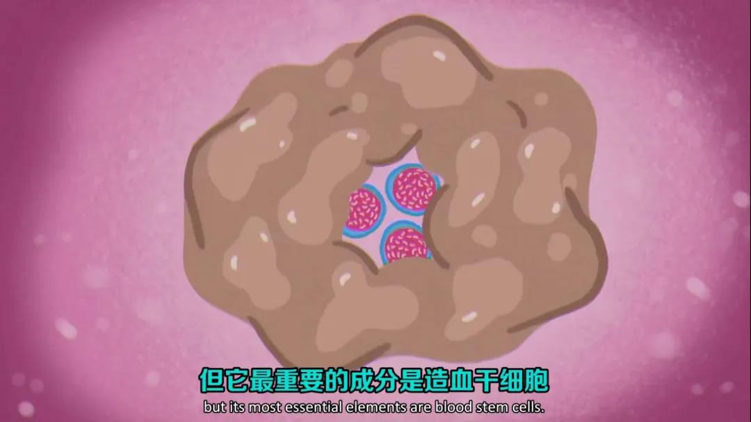 白血病骨髓肿瘤能治好吗怎么治疗,慢性骨髓白血病是怎么引起的