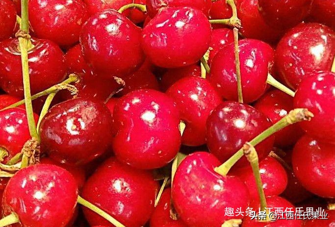 常吃樱桃能使皮肤变白吗,常吃樱桃有哪些好处