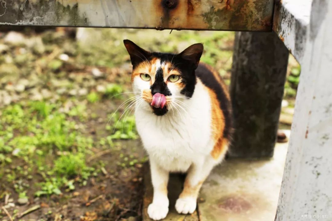 告别流浪猫展览再现12个吸猫圣地,最治愈的吸猫胜地