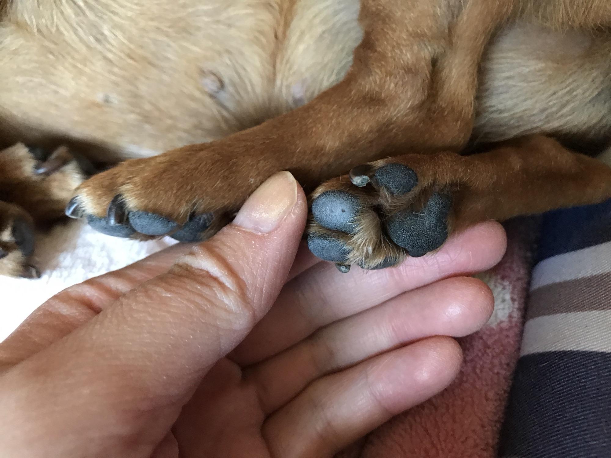 狗狗舔爪子含义什么,狗狗老是舔它的前爪怎么回事