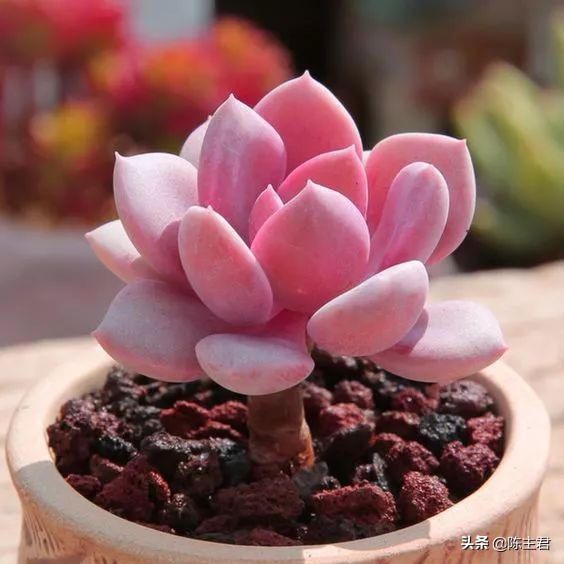 十大最贵法师多肉排行榜,玉露多肉最贵多少钱一棵