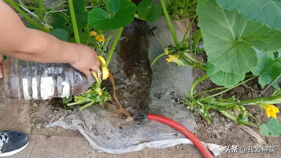 南瓜种植的方法和技术,详细讲解南瓜的种植技术