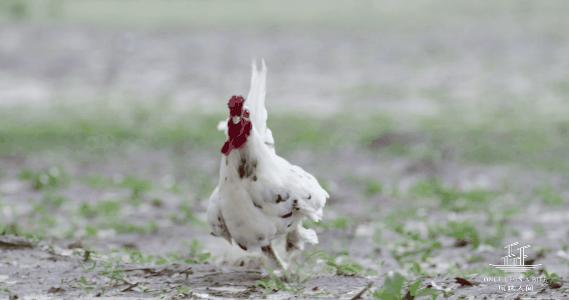 楦℃儏鍥涘皠闊╁紡鐐搁浮浼樻儬鍥㈣喘,楦℃儏鍥涘皠