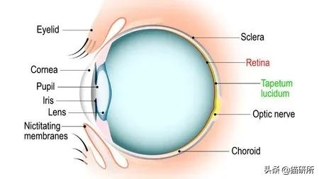 给猫咪装的摄像头是什么样子的,猫咪摄像头有哪些