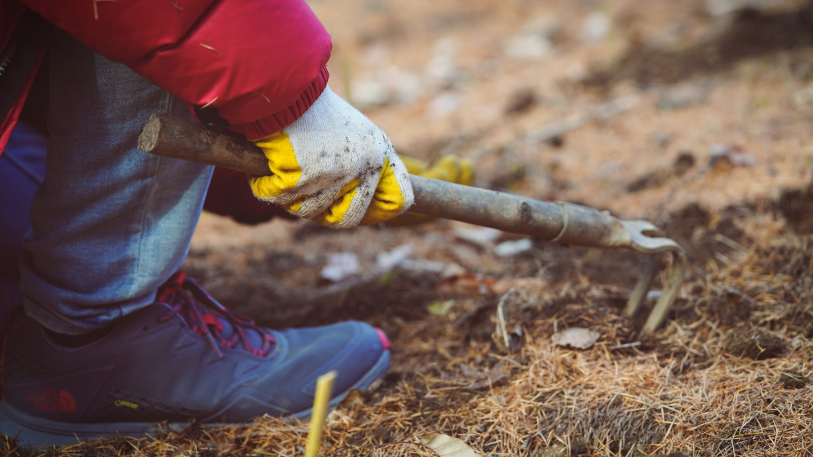 哇，人参随便挖！韩国还能这么玩