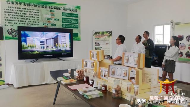 蒜头果中提取神经酸成文山广南村民“致富树”