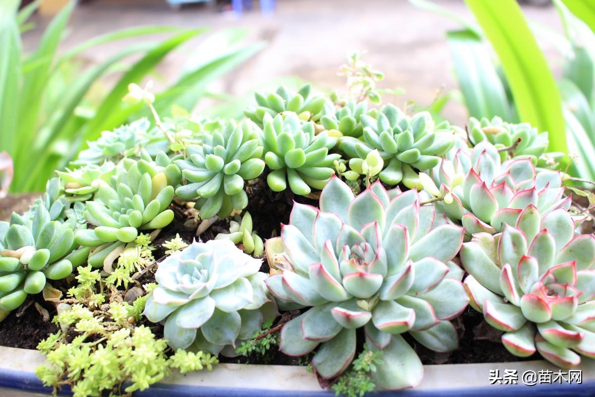 苗木怎么找销路,上海盆景苗木市场