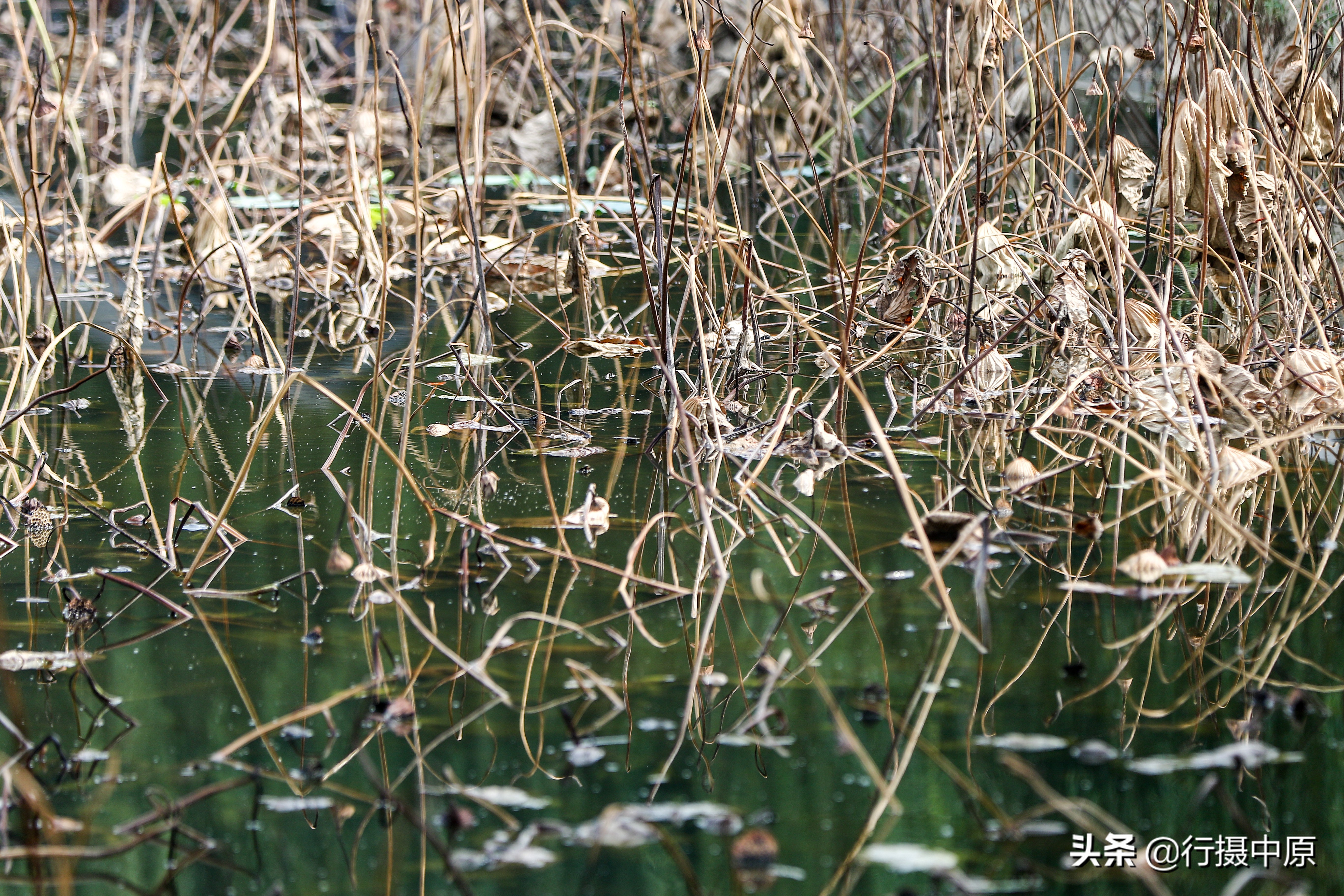 荷花“泡水”后会咋样？这场景，你可能没见过