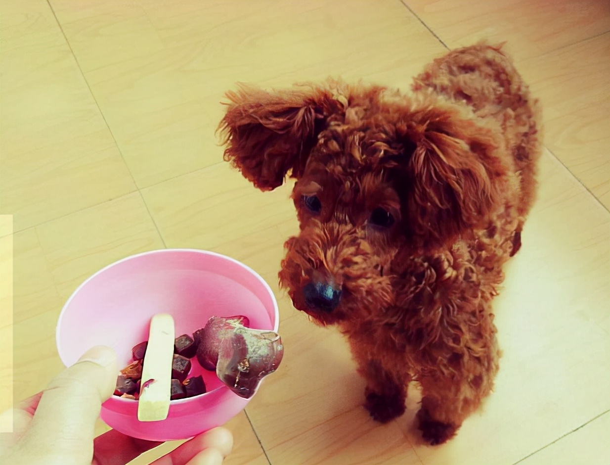 饲养泰迪犬的正确方法,室内饲养泰迪犬应该注意的问题