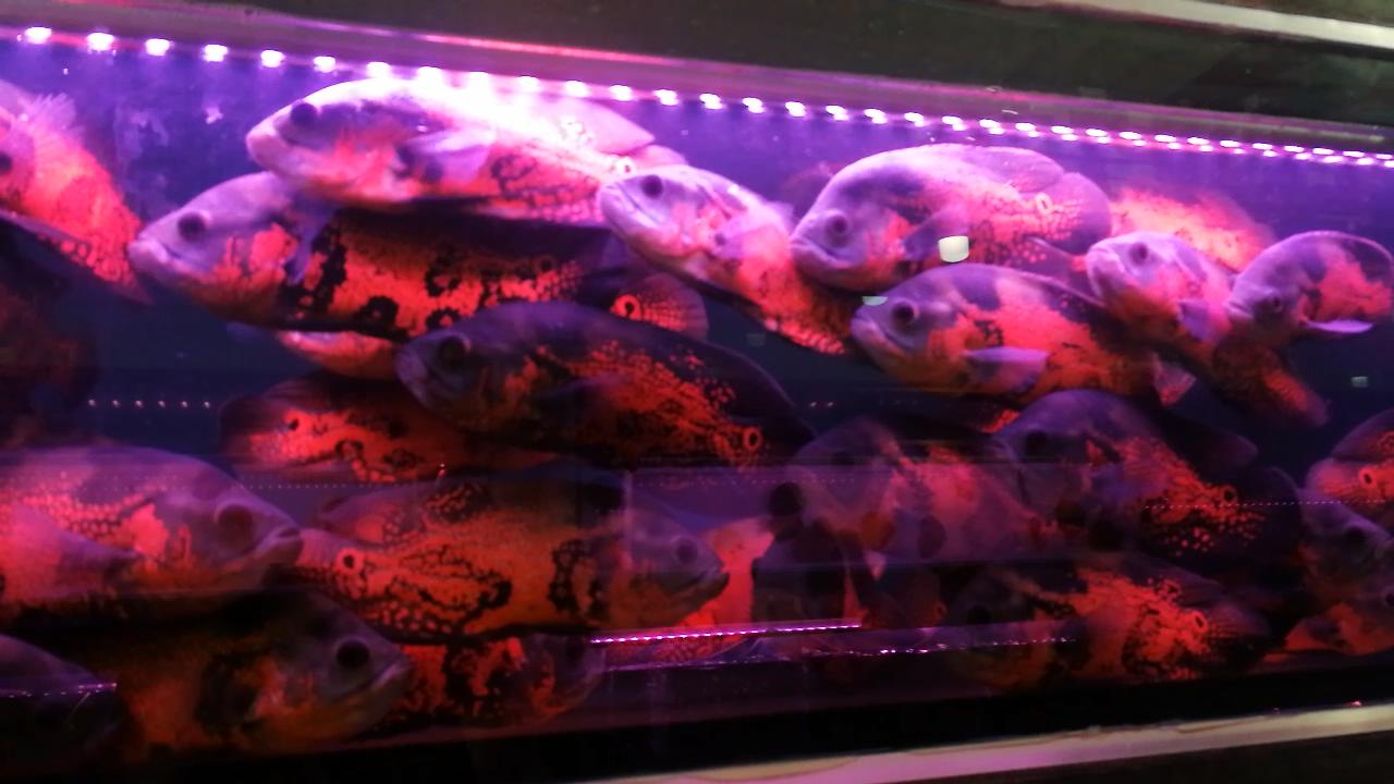 热带观赏鱼批发从哪里进货最便宜,热带鱼观赏鱼在哪买便宜