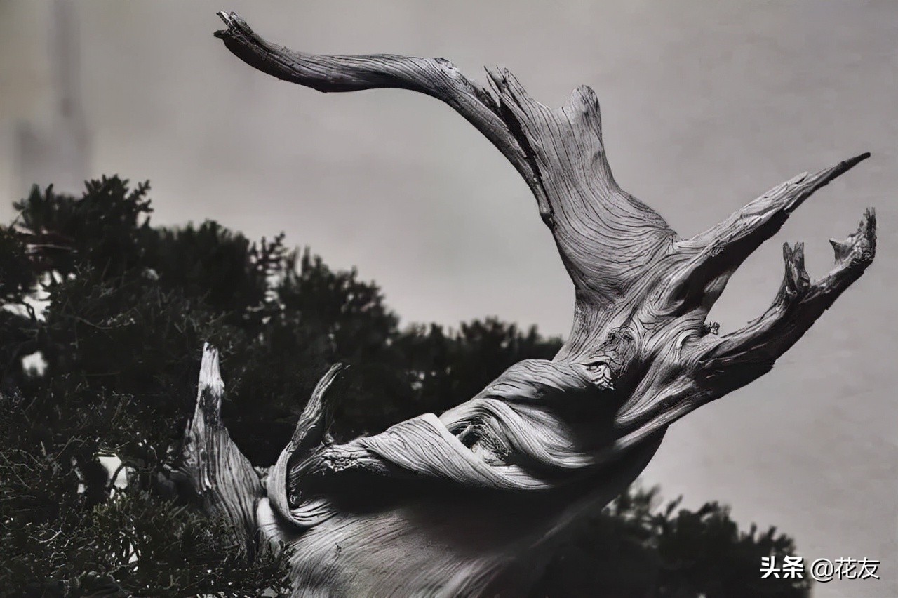 盆景树桩更显沧桑老态,论述树桩盆景根部造型的主要方法