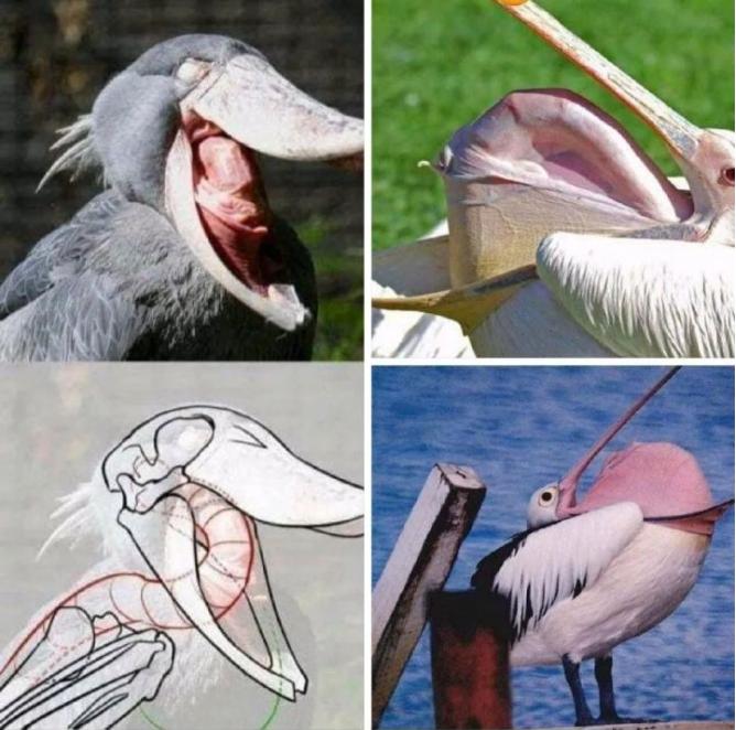 看起来威武霸气，其实比谁都嘴欠，带你了解鹈鹕的生活