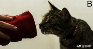 捡到的流浪小猫还能还给猫妈妈呢,从路边捡回来的小猫咪该怎么照顾