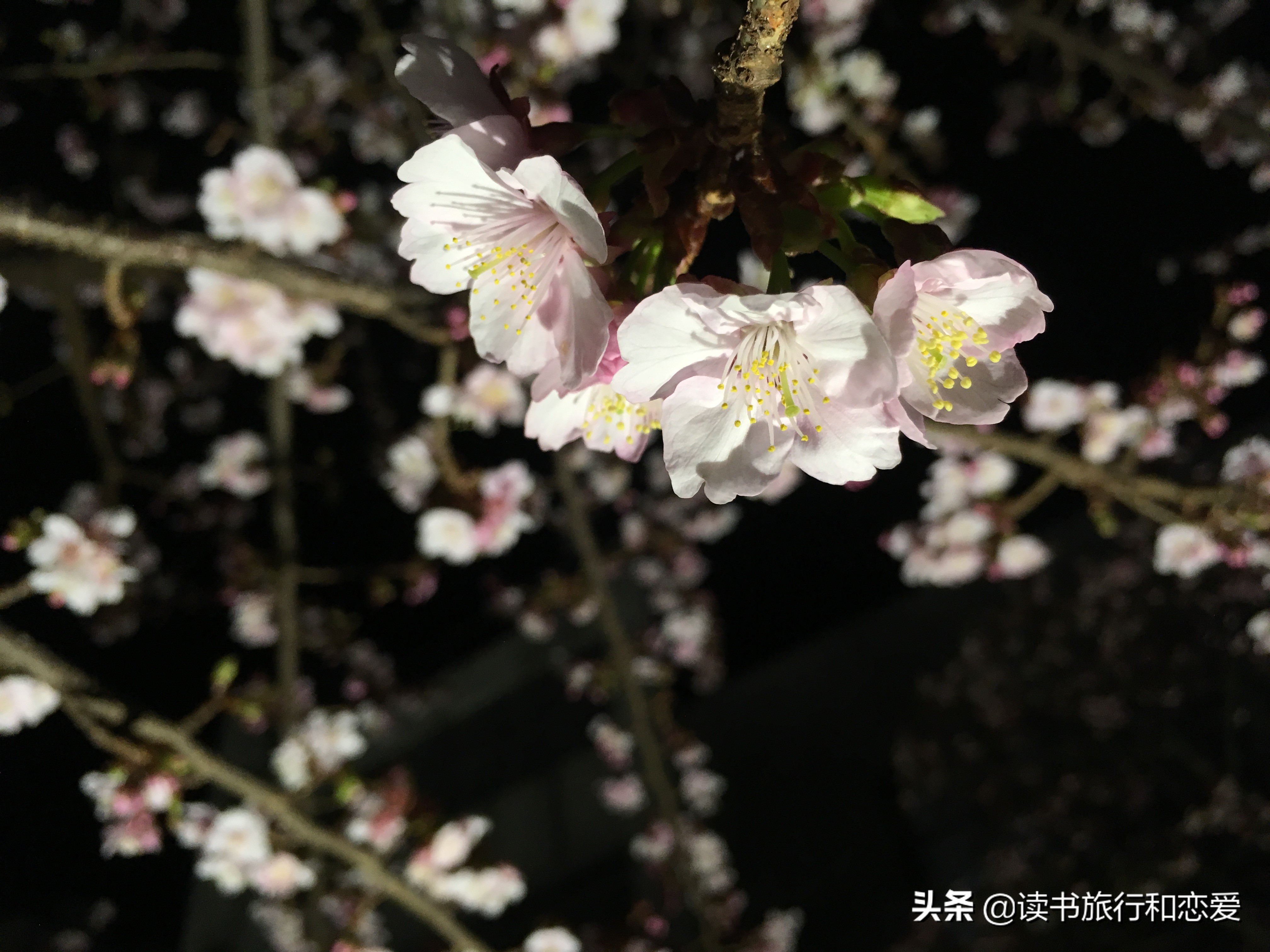 日本樱花旅游回忆,日本热海旅游视频