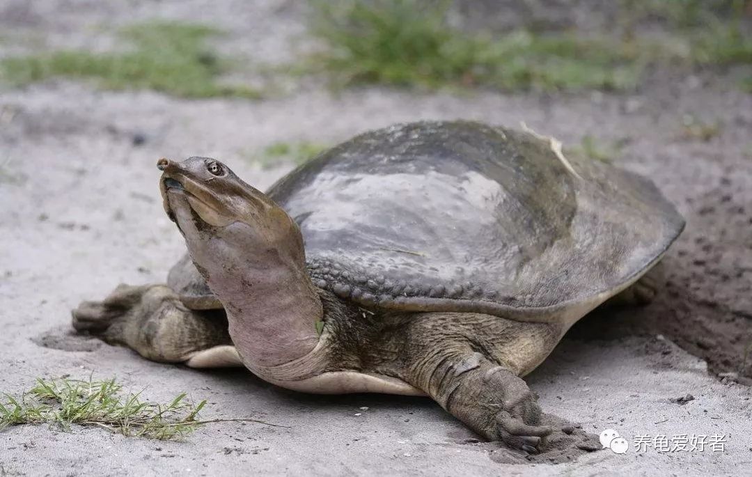 春节之前，给那些不养龟的朋友们科普一下