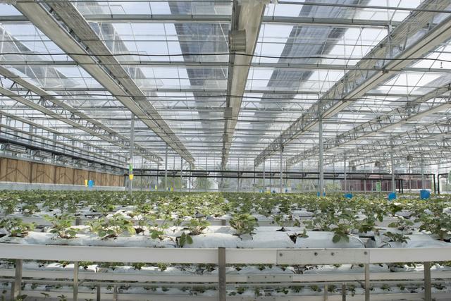 温室大棚有哪些优点,蔬菜大棚和温室大棚有什么不一样