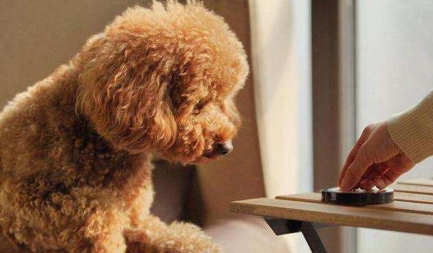 养泰迪的四大忌,不要养狗小心10种病