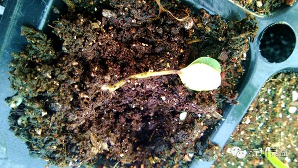 西瓜病虫害一本通表,西瓜红薯种植病虫害防治