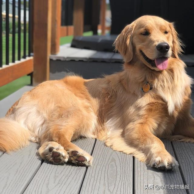 主人当着狗子的面秀恩爱,主人当着狗狗的面秀恩爱