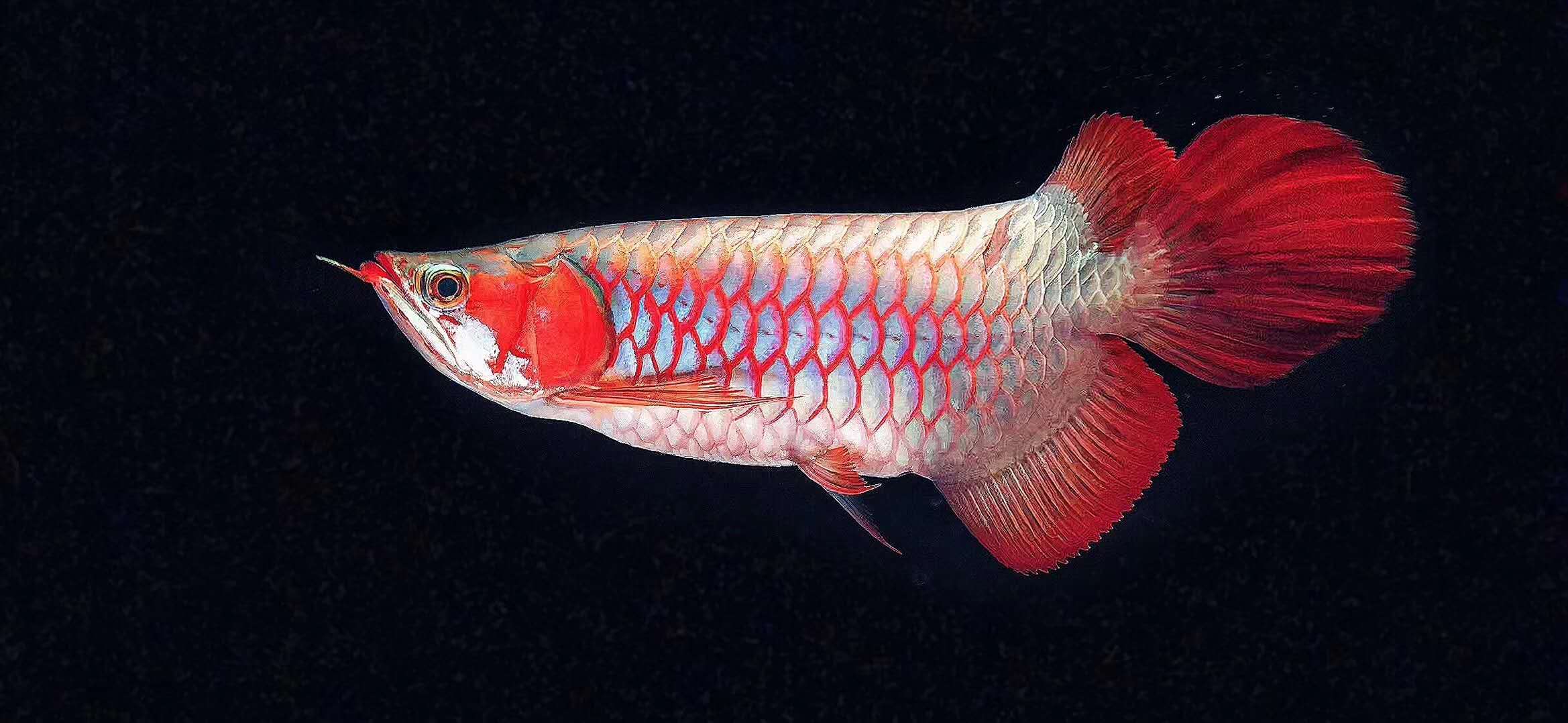 龙鱼缺氧翻白了怎么急救,龙鱼立鳞最好的解决办法