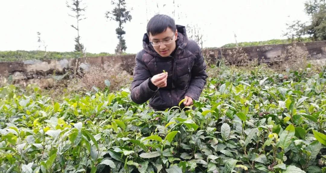 农村90后小伙回乡创业,贵州80后小伙第三次创业