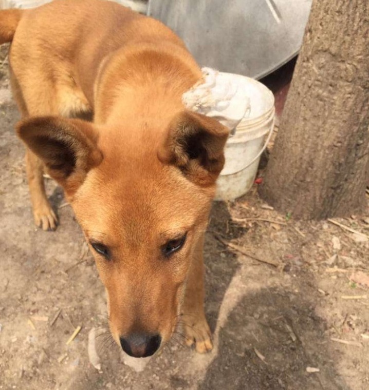 俗语家中四喜是哪四喜,家现四喜出能人是什么意思