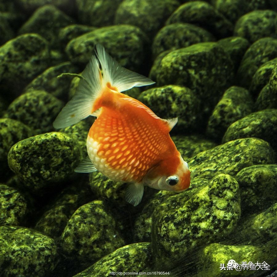 重庆户外养金鱼会冷死么,为什么养金鱼老是死