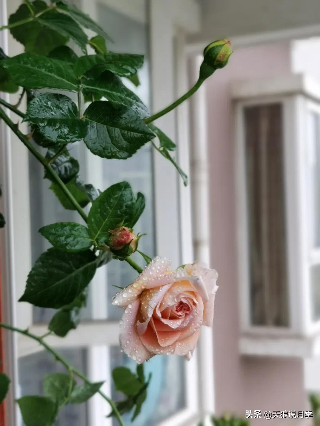 月季花是时候展现真正的技术了 (开春的第一波月季花就这么过去了)