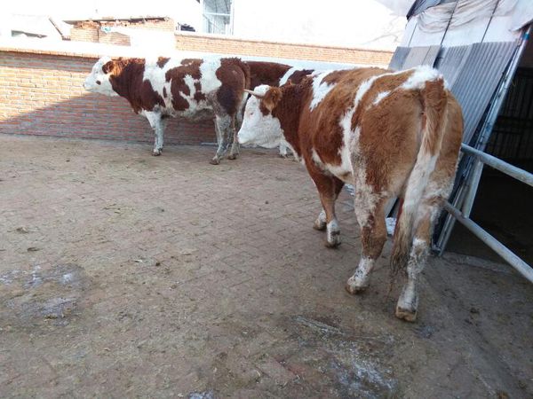 母牛发情的一般规律和异常表现