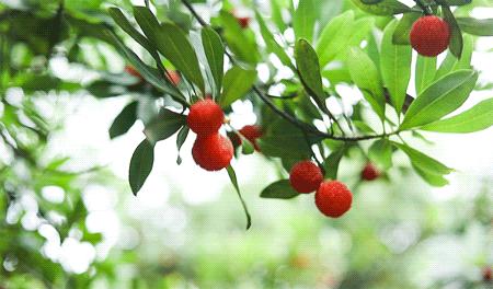 杨梅每一个大概有多少虫子,每颗杨梅都是精挑细选