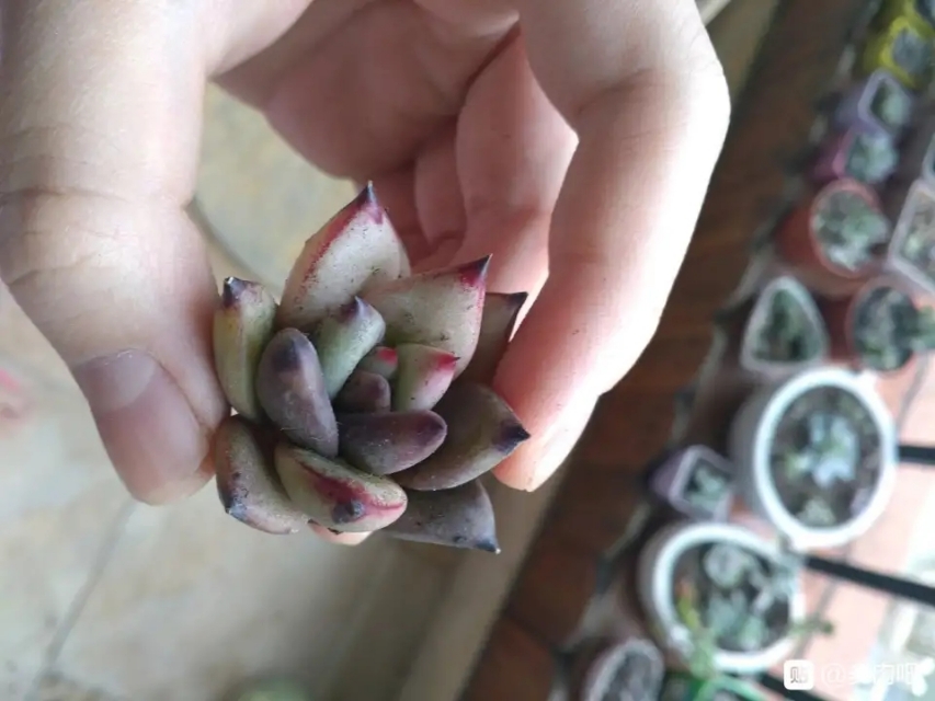 多肉爱长草怎么办,多肉爱火怎么养